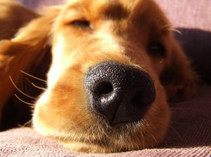 Dogs can smell allergens